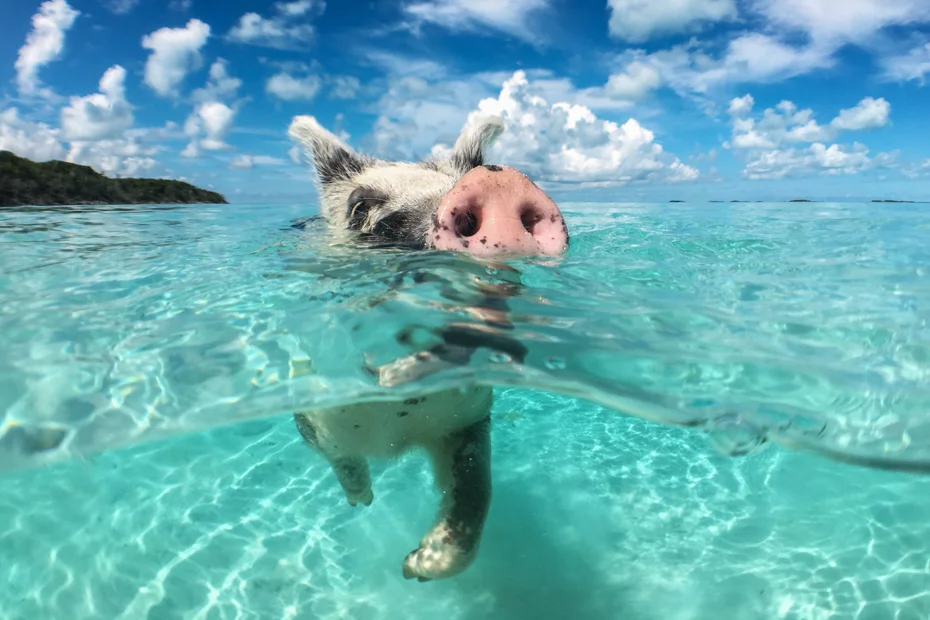 Swim with the pigs at Big Major Cay (“Pig Island”)